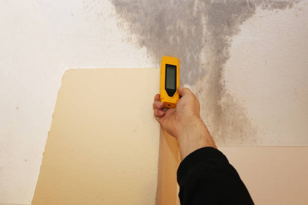 Environmental Consulting for Mold Prevention in Bangor, MI